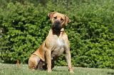 BOERBULL 065